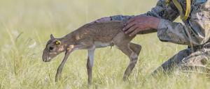 Steffen Zuther releasing a Saiga calf after taking measurements and marking it. Near Andasaiskiy Nature Sanctuary (Zakaznik), Kazakhstan. © Daniel Rosengren