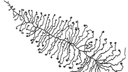 Die „christmas tree structure“ in der Zelle eines Krallenfroschs. 