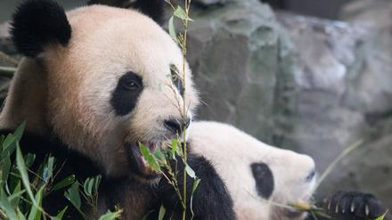 08.12.2023, Berlin: Die Pandas Paule (l) und Pit sitzen nach einer Abschiedszeremonie für sie im Zoo Berlin in ihrem Gehege. Die vierjährigen Pandabären-Zwillinge Pit und Paule aus dem Berliner Zoo ziehen Mitte Dezember nach China um. Foto: Sebastian Gollnow/dpa +++ dpa-Bildfunk +++