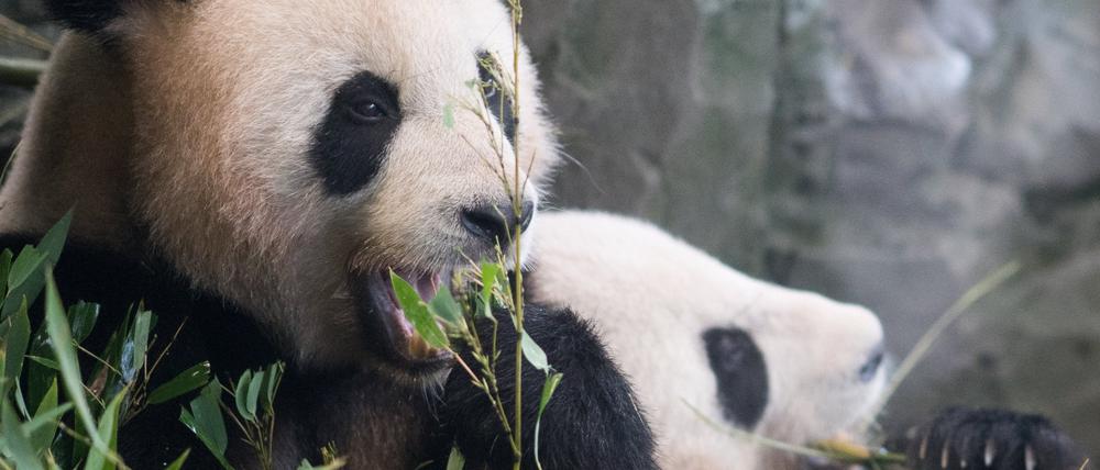 Die Pandas Paule (l) und Pit sitzen nach einer Abschiedszeremonie für sie im Zoo Berlin in ihrem Gehege.