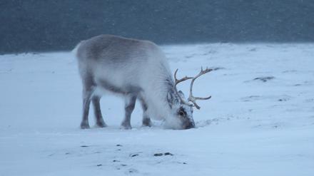 Ein Spitzbergen-Rentier (Rangifer tarandus platyrhynchus, englisch Bezeichnung Svalbard reindeer) sucht in der Nähe von Longyearbyen im Schnee nach Futter. Die ausschließlich auf der Inselgruppe Spitzbergen vorkommenden Tiere sind eine Unterart des Rentiers. 