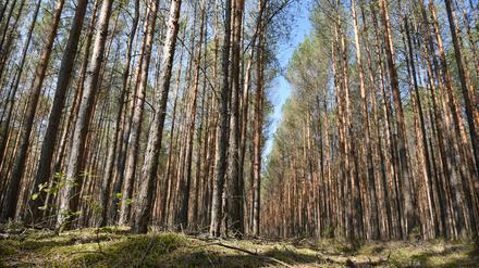 Der Landesforstbetrieb hat bei einem Großeinsatz zur Bekämpfung von Baumschädlingen wie der Nonnen-Raupe mit Hubschraubern einen Teil der Kiefernwälder in der Region Potsdam-Mittelmark flächendeckend mit dem Insektizid „Karate Forst“ besprüht.