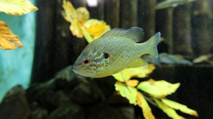 Wiedereröffnung des Aquariums im Naturkundemuseum Potsdam. 40 heimische Fischarten.