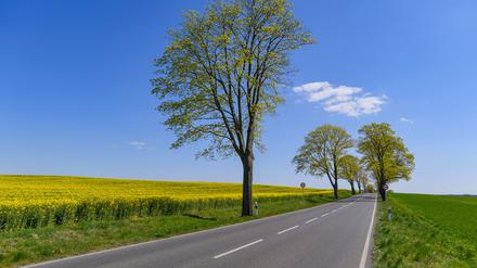 Leuchtend gelb blühen die Rapspflanzen auf einem Feld neben einer Allee im Landkreis Oder-Spree.