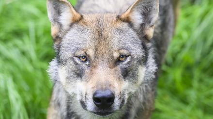 Ein Wolf. (Symbolbild)