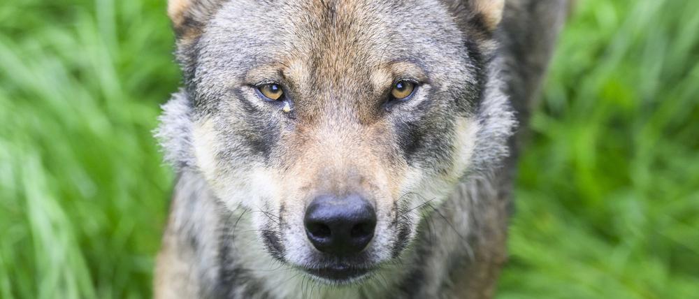 Ein Wolf. (Symbolbild)