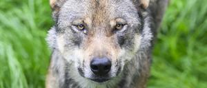Ein Wolf. (Symbolbild)