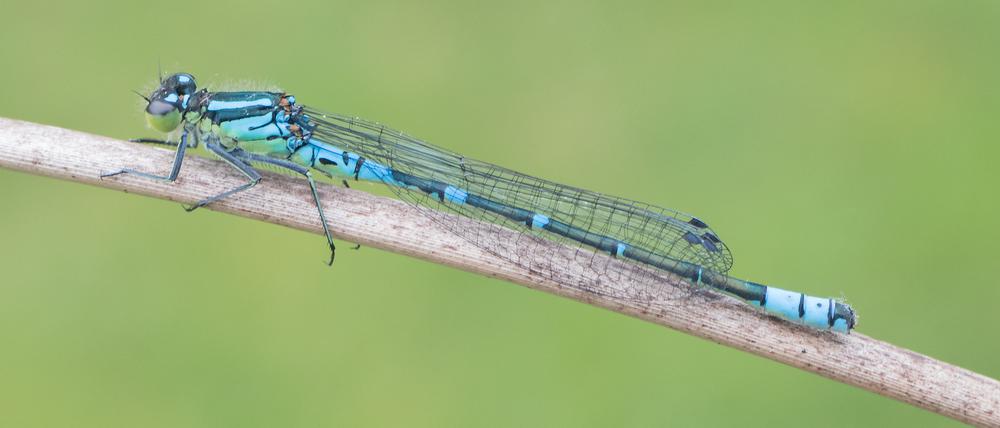 Ein Mond-Azurjungfer-Weibchen