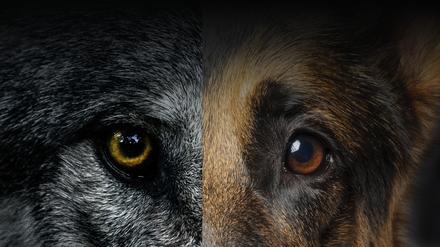 Mehrere Tage war unklar, ob ein Mann im Kreis Elbe-Elster von einem Wolf angefallen wurde. Ein Labortest bringt Gewissheit.