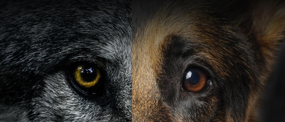 Mehrere Tage war unklar, ob ein Mann im Kreis Elbe-Elster von einem Wolf angefallen wurde. Ein Labortest bringt Gewissheit.