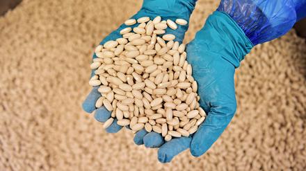 Ein Mitarbeiter hält und kontrolliert Tabletten in einem Labor des französischen Pharmaunternehmens Servier in Gidy.