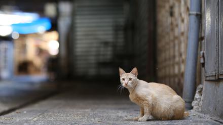Auf Zypern starben Analysen zufolge seit Jahresbeginn tausende Katzen an einem aggressiver gewordenen Tier-Coronavirus.