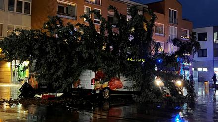 Der große Weihnachtsbaum in Kleinmachnow ist umgestürzt.