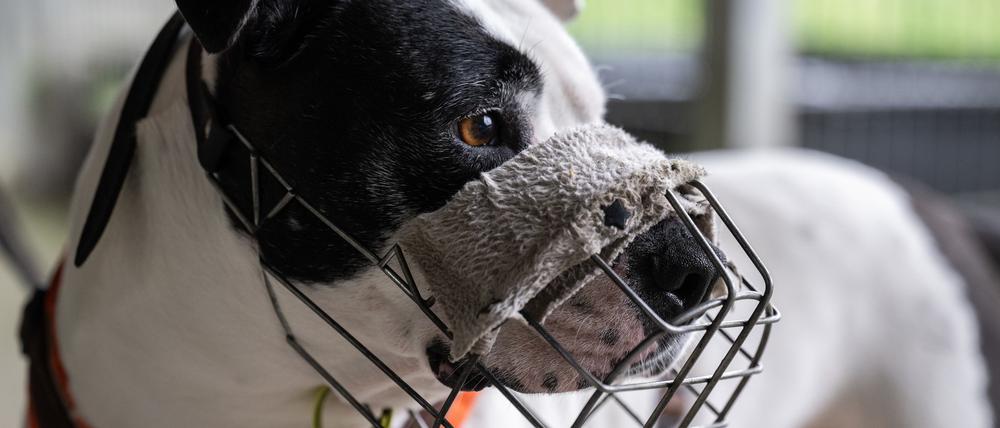 Der Staffordshire-Mix Diva trägt einen Maulkorb. Die Hündin ist seit 2017 im Tierheim Berlin. (Archivbild)