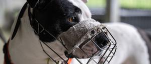 Der Staffordshire-Mix Diva trägt einen Maulkorb. Die Hündin ist seit 2017 im Tierheim Berlin. (Archivbild)