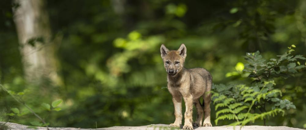 Ein Wolfswelpe (Symbolfoto).
