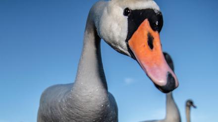 16.01.2020, Berlin: Zahlreiche Schwäne und Enten treffen sich an einem Strandabschnitt an der Havel. Foto: Paul Zinken/dpa +++ dpa-Bildfunk +++