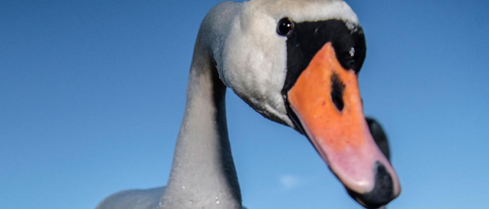 16.01.2020, Berlin: Zahlreiche Schwäne und Enten treffen sich an einem Strandabschnitt an der Havel. Foto: Paul Zinken/dpa +++ dpa-Bildfunk +++