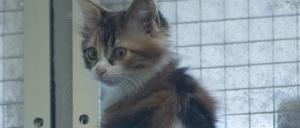 Diese junge Katze ist seit dem Weihnachtsfest neue Bewohnerin im Tierheim Berlin. Mit ihrer Schwester und der Mutter wurde sie in einer Tragetasche vor einer Haustüre im Prenzlauer Berg gefunden. Im Tierheim Berlin sind über die Weihnachtstage wieder mehr Fundtiere aufgenommen worden als im vergangenen Jahr.