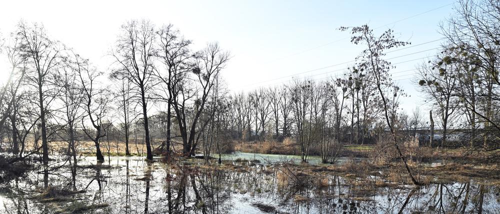 Die Nuthewiesen beim Gewerbegebiet Potsdam-Süd profitieren derzeit vom hohen Pegelstand der Nuthe.