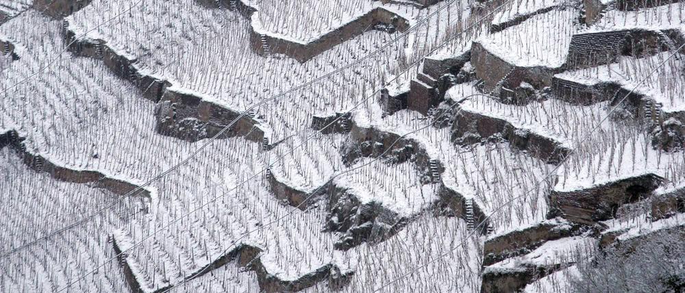 Einzigartige Lage: verschneite Weinberge der Terrassenmosel bei Winningen.