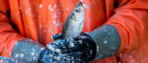 Bleiben die Netze der Hering-Fischer bald fast leer?