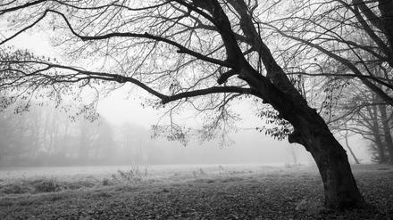 Park im nebligen November (Symbolbild)