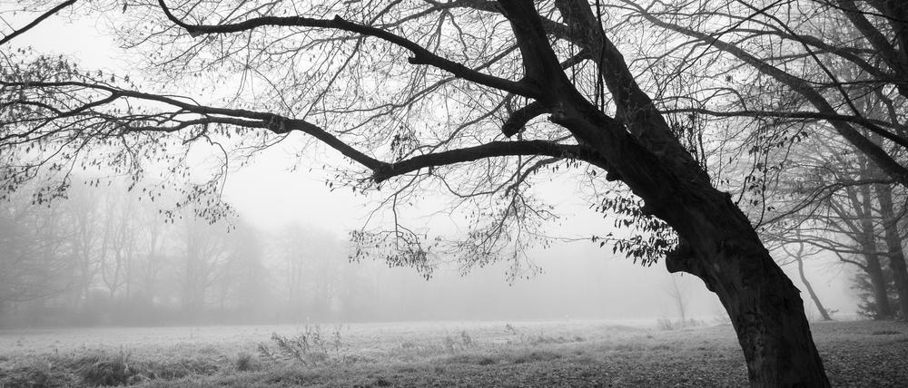Park im nebligen November (Symbolbild)
