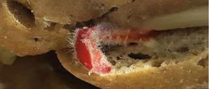 Ein schimmliges Brötchen, 