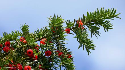 Am Eibenbaum sind nur die roten Samenhüllen ungiftig – sie werden von Vögeln im Ganzen verschluckt, der giftige Same wird nicht verdaut. 