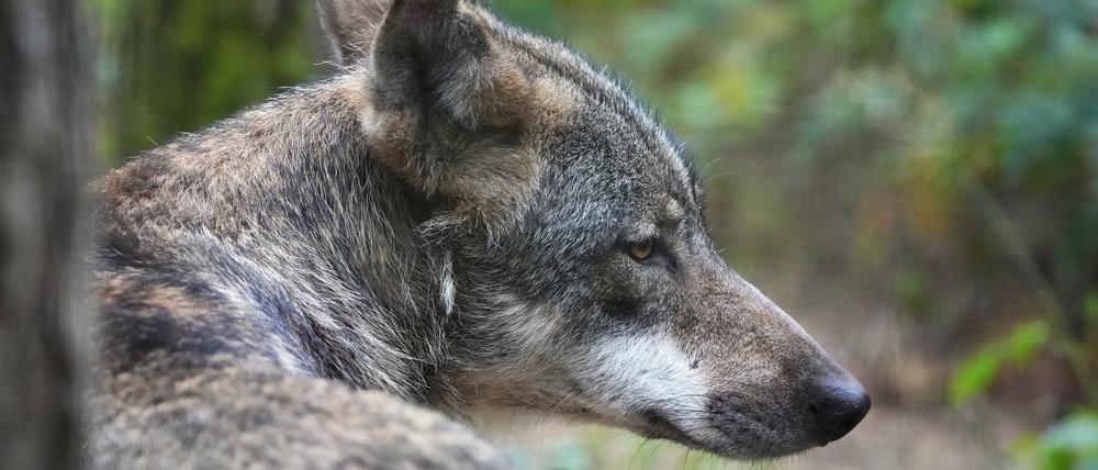 ARCHIV - 01.08.2022, Brandenburg, Schorfheide/Ot Groß Schönebeck: Ein Europäischer Wolf (Canis lupus lupus) sitzt im Wildpark Schorfheide im Wald. Kontroversen gibt es in Brandenburg über den Umgang mit wild lebenden Wölfen. (zu dpa: «Dauerstreit ums Jagdgesetz - Scheitert Novelle wegen des Wolfs?») Foto: Soeren Stache/dpa +++ dpa-Bildfunk +++