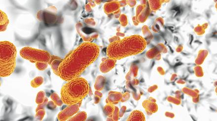 Der multiresistente Keim Acinetobacter baumannii