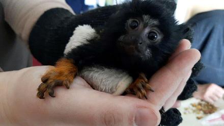 Bei einer Kontrolle auf der A11 in Brandenburg stellten Zöllner in einem Auto einen Affen sicher.