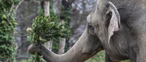 Ein asiatischer Elefant spielt bei der jährlichen Weihnachtsbaumfütterung im Berliner Zoo mit einen Tannenbaum. Nicht verkaufte Weihnachtsbäume werden traditionell an die Zootiere verfüttert. Foto: Jens Kalaene/dpa