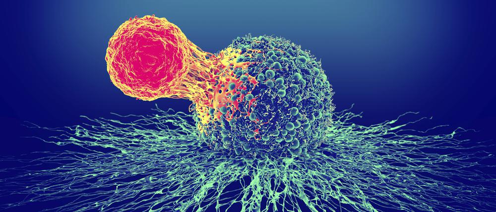 Immunzellen töten andere Zellen des Körpers, wenn sie krankhaft verändert sind. Schießen sie über das Ziel hinaus, kommt es zu Autoimmunerkrankungen.