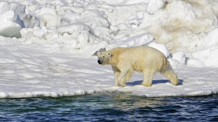 Erstmals Eisbär mit Vogelgrippe entdeckt.