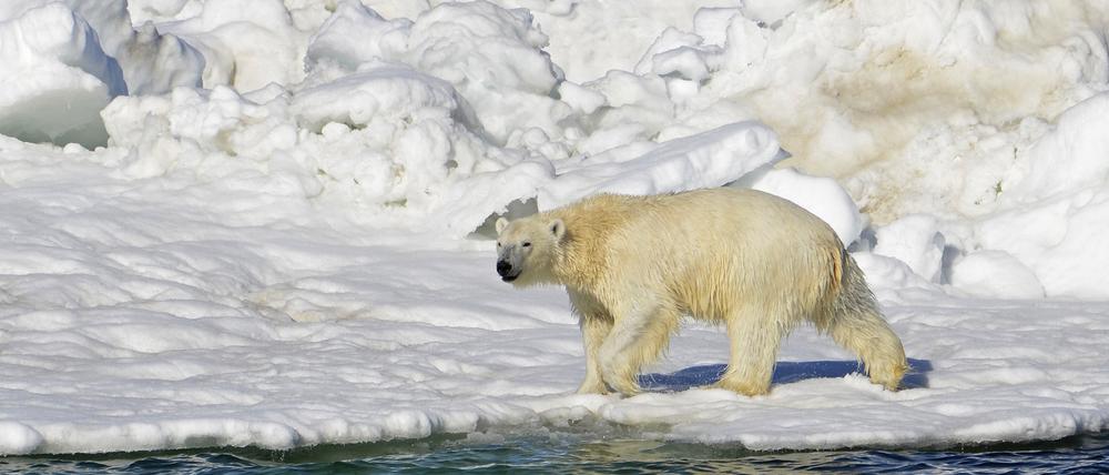 Erstmals Eisbär mit Vogelgrippe entdeckt.