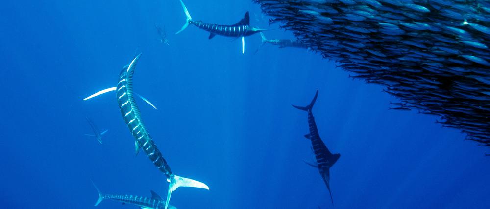 Gestreifte Marline jagen einen Fischschwarm in Baja California Sur im Pazifischen Ozean Mexikos.