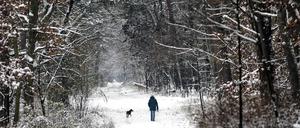 Der größte Stadtwald Deutschlands steht in Berlin. Künftig soll er klimafest gemacht werden. Was muss dafür alles passieren?  