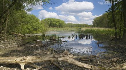 Wildes Berlin: ein Teich im Bucher Forst.