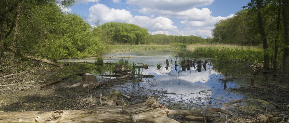 Wildes Berlin: ein Teich im Bucher Forst.