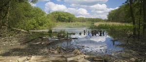 Wildes Berlin: ein Teich im Bucher Forst.
