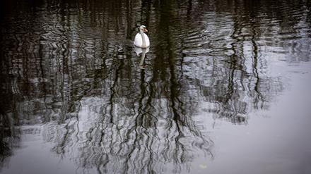 25.12.2023, Niedersachsen, Osnabrück: Ein Schwan schwimmt bei trübem Wetter im Wasser eines Sees am Gut Sutthausen. Der Deutsche Wetterdienst (DWD) warnt weiterhin vor Dauerregen in mehreren Regionen. Die Unwetterwarnung galt für Teile von Niedersachsen, Nordrhein-Westfalen, Rheinland-Pfalz, Hessen und Sachsen. An Bächen und Flüssen sei Hochwasser zu erwarten. Foto: Moritz Frankenberg/dpa +++ dpa-Bildfunk +++