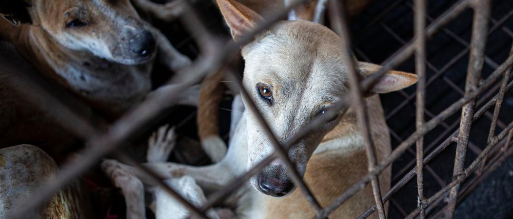 Hunde werden von Mitgliedern des Rettungsteams der Humane Society International aus einem Schlachthaus in Indonesien gerettet.