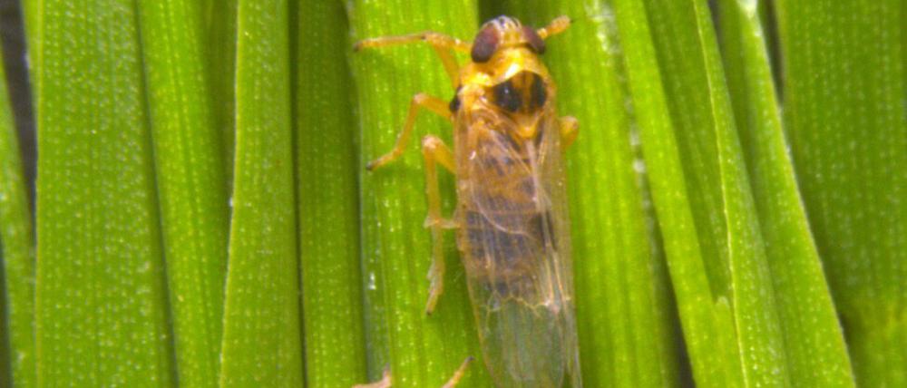 Ein Virus, das Reispflanzen infiziert, verlängert die Flügel von männlichen Zikaden (Laodelphax striatellus) – wie bei dem oberen Tier.