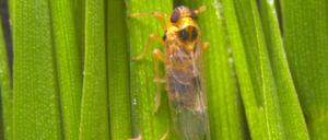 Ein Virus, das Reispflanzen infiziert, verlängert die Flügel von männlichen Zikaden (Laodelphax striatellus) – wie bei dem oberen Tier.