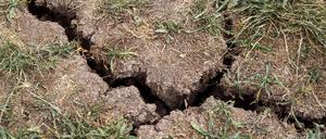 Der Boden auf einer Wiese hat Risse bekommen und das Gras ist trocken. Der Schutz der weltweiten Böden muss den Herausgebern des neuen „Bodenatlas“ zufolge stärker vorangetrieben werden. 