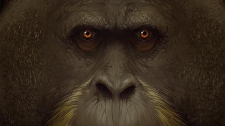 Künstlerische Darstellung des Riesenaffen. Mit einer geschätzten Höhe von drei Metern und einem Gewicht bis 300 Kilogramm war Gigantopithecus blacki der größte Menschenaffe, der jemals über die Erde stampfte. 