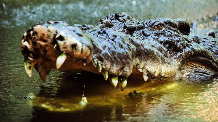 Ein Salzwasserkrokodil sperrt sein mit Zähnen bewehrtes Maul auf.