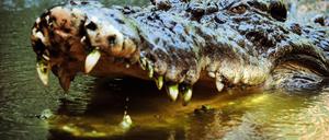 Ein Salzwasserkrokodil sperrt sein mit Zähnen bewehrtes Maul auf.